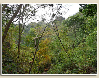 jungle Philippines